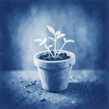 Plantemos Amor