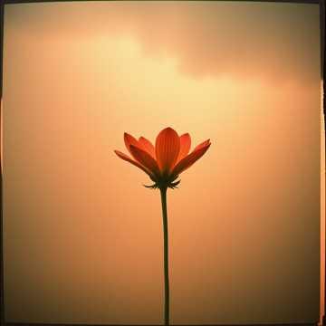 強い花