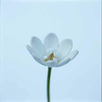 雪解けを待つ蕾(つぼみ)