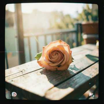 راوية يا غالية