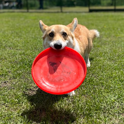 Edward the Corgi
