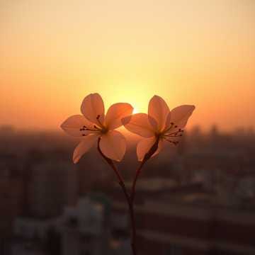 十年の花束