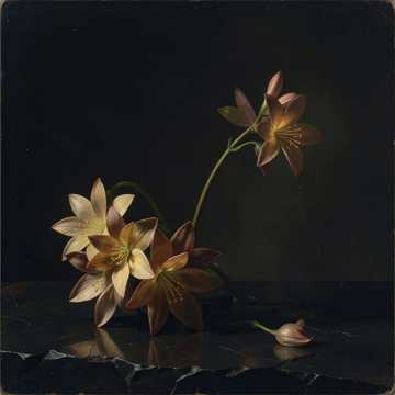 花如星2
