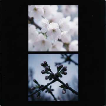 桜の夢ver.3