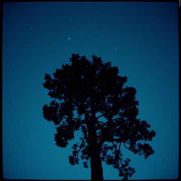 Tall Tree