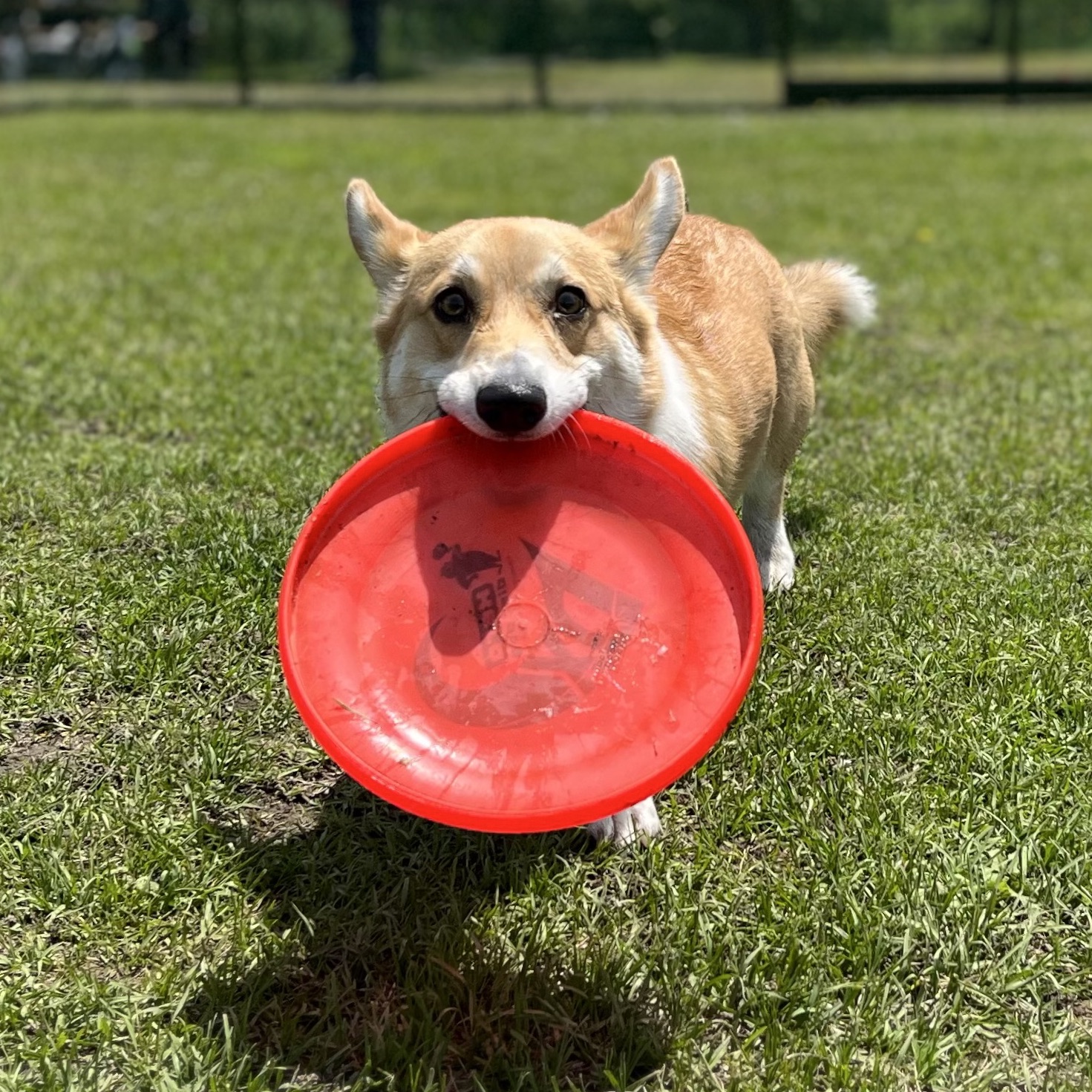 Edward the Corgi