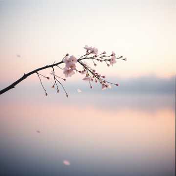桜色の旅立ち